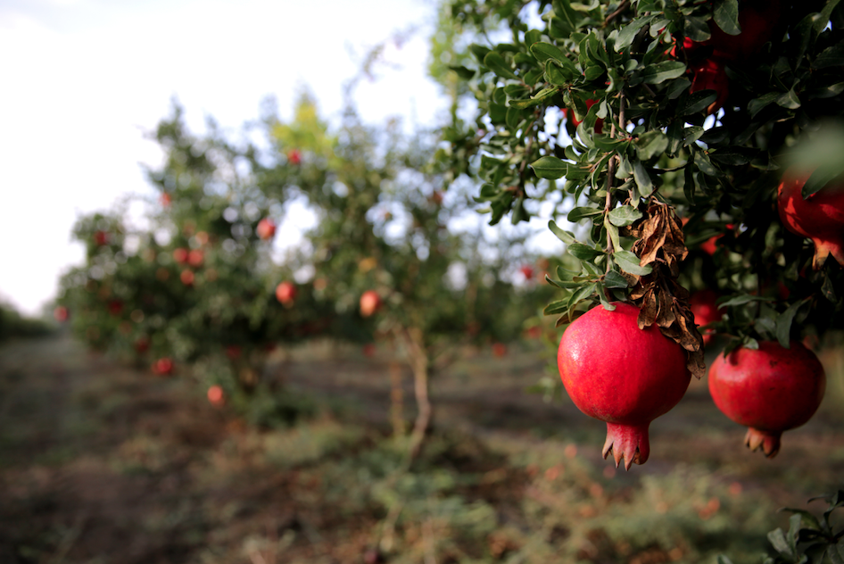 File:Pomegranate03 edit.jpg